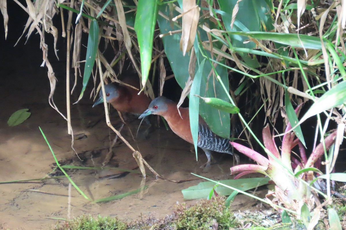 White-throated Crake - ML642815710