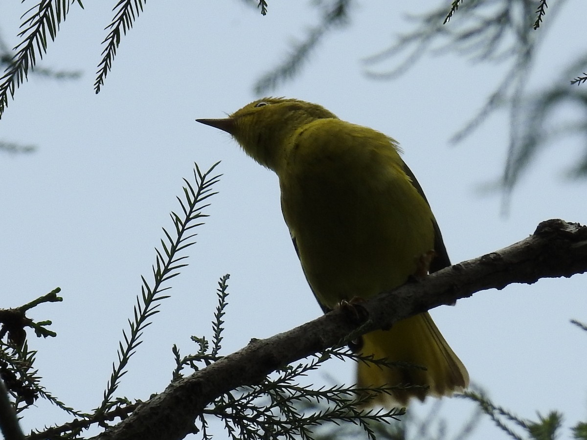 Yellow Warbler - ML642815711