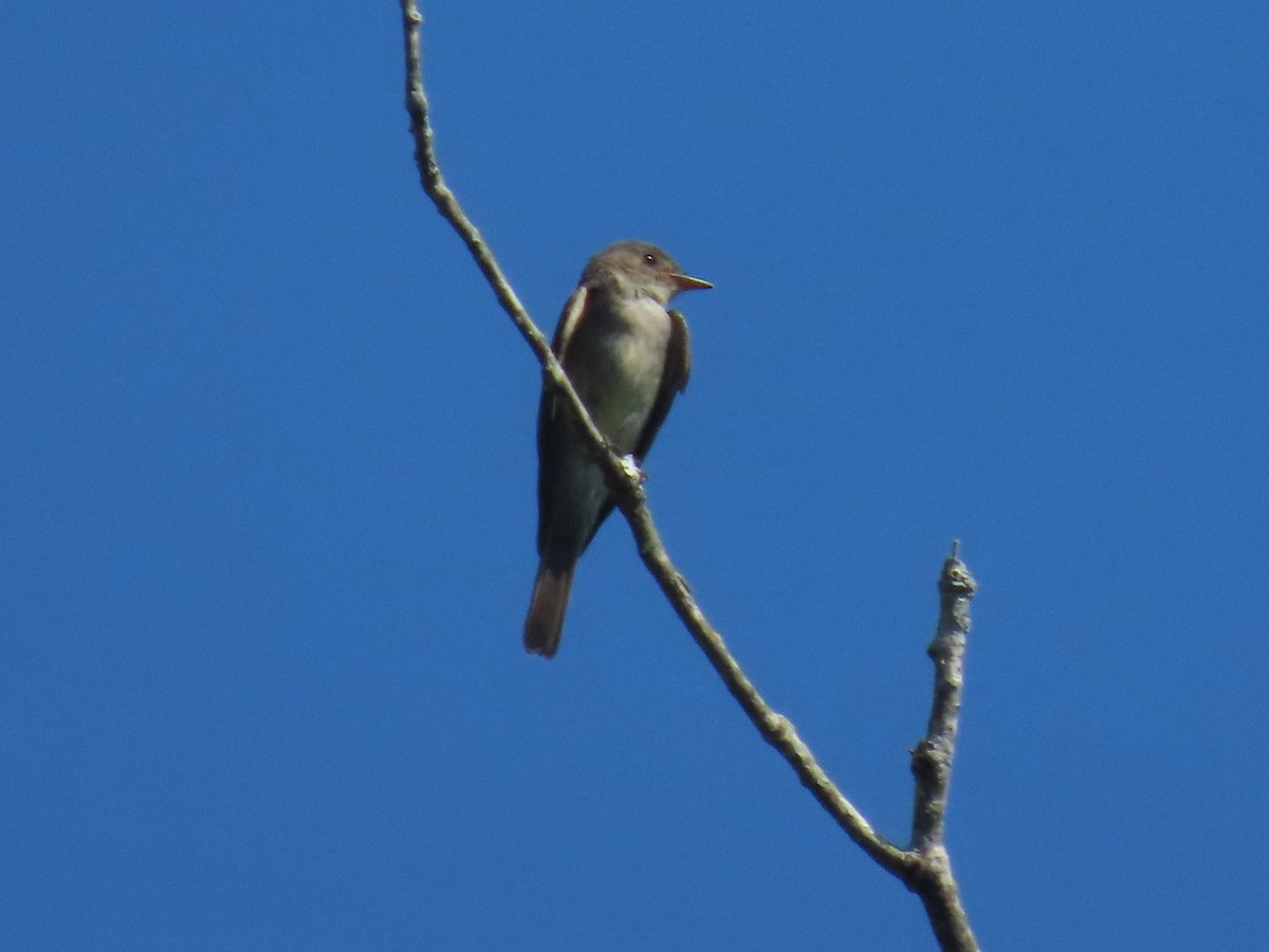Eastern Wood-Pewee - ML642815712