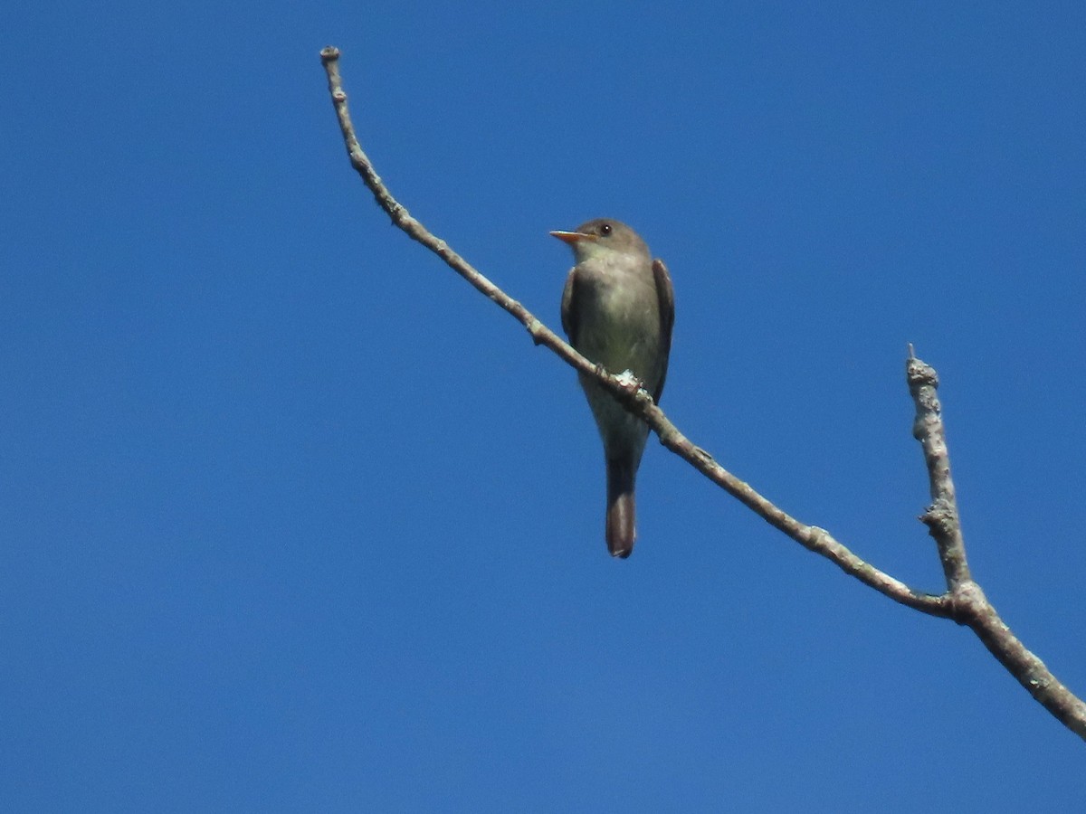 Eastern Wood-Pewee - ML642815713