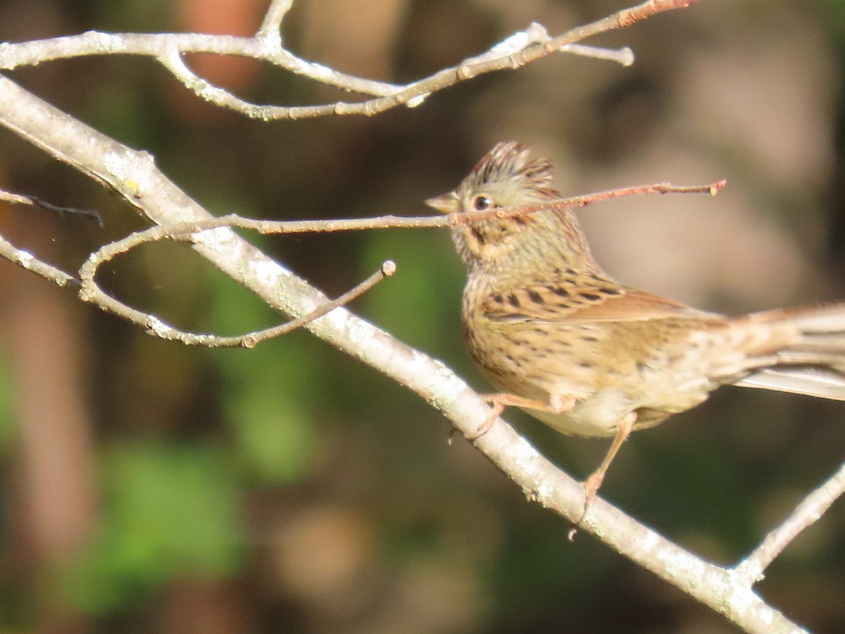 Lincoln's Sparrow - ML642815714