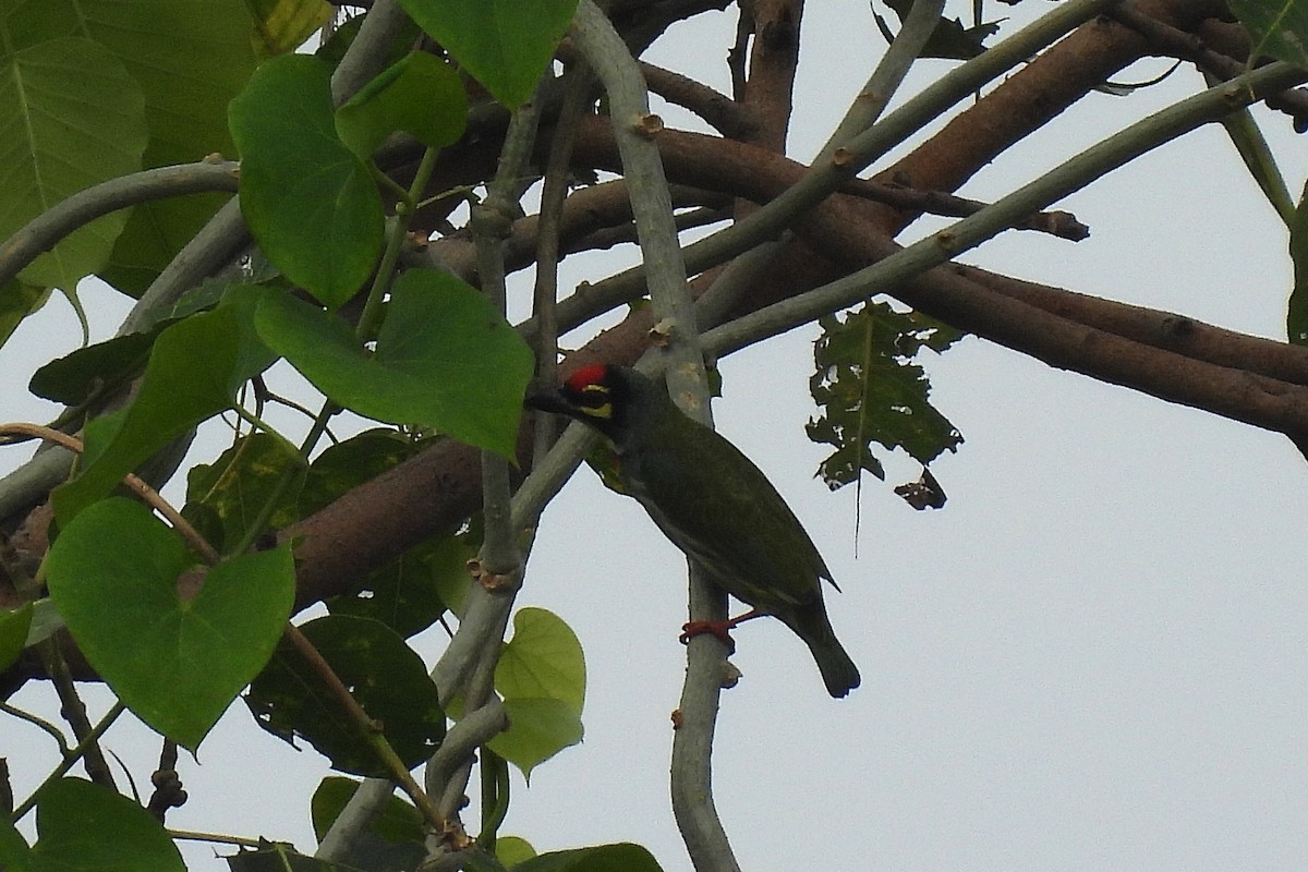 Coppersmith Barbet - ML642815723