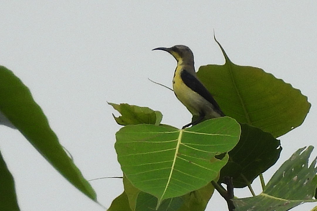 Purple Sunbird - ML642815731