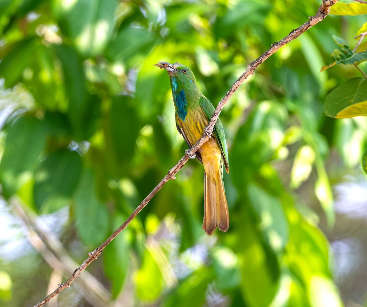Blue-bearded Bee-eater - ML642815739