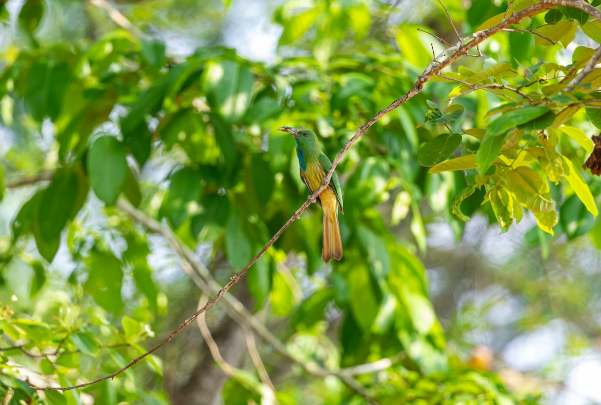 Blue-bearded Bee-eater - ML642815740