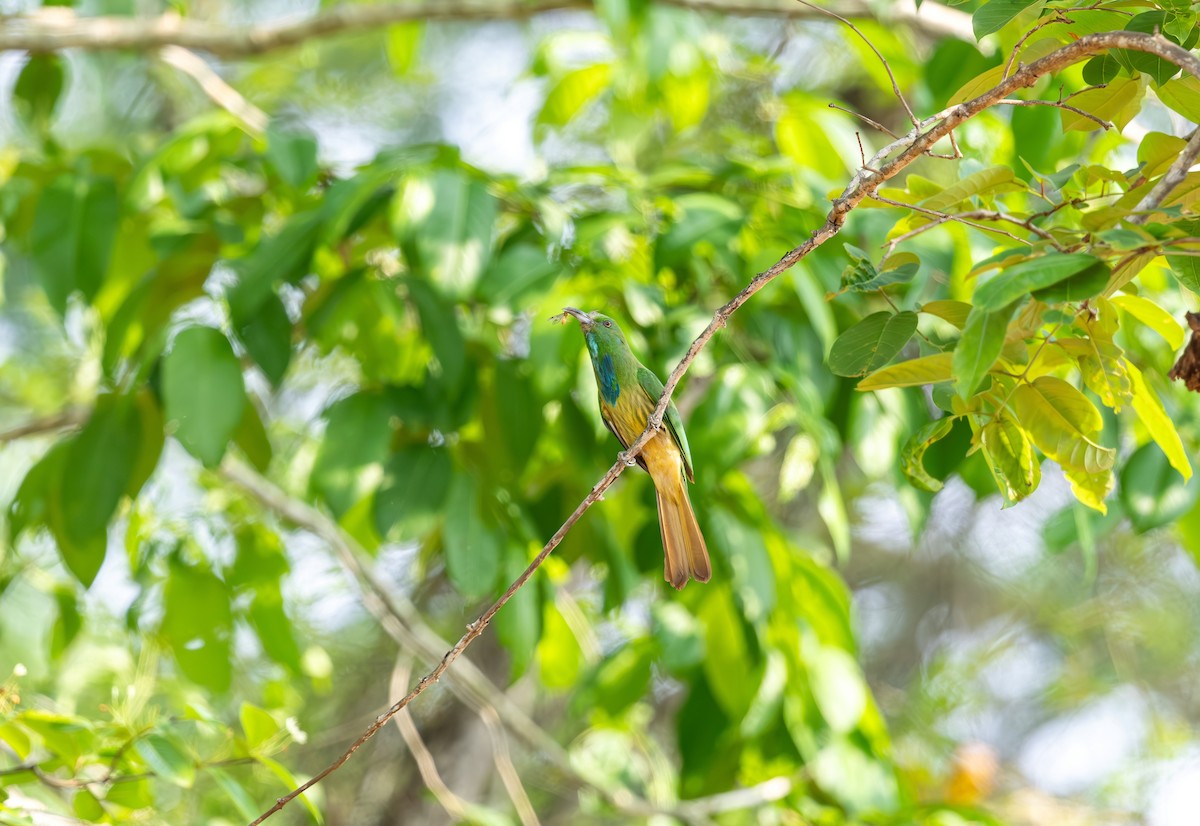 Blue-bearded Bee-eater - ML642815741