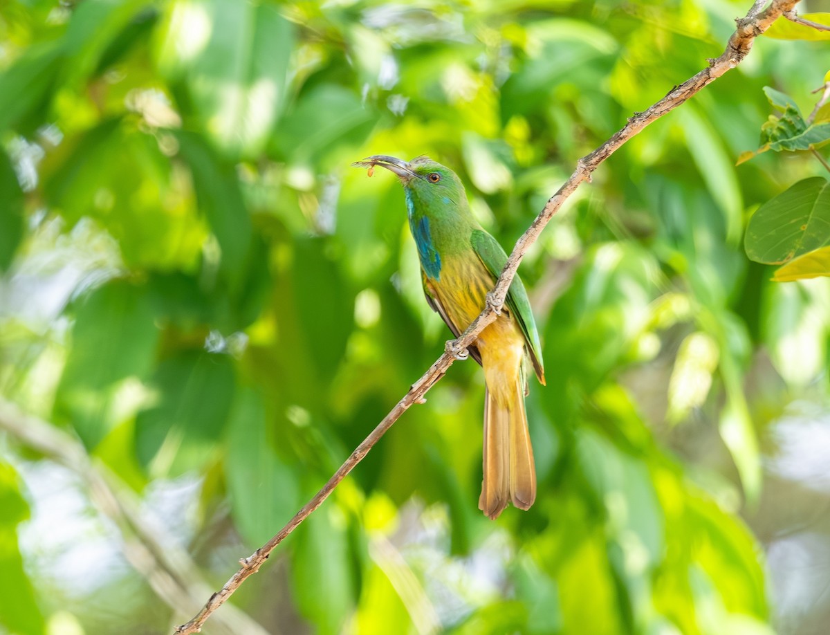 Blue-bearded Bee-eater - ML642815742