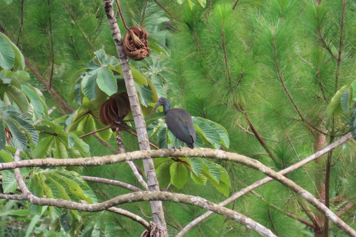 Green Ibis - ML642815765