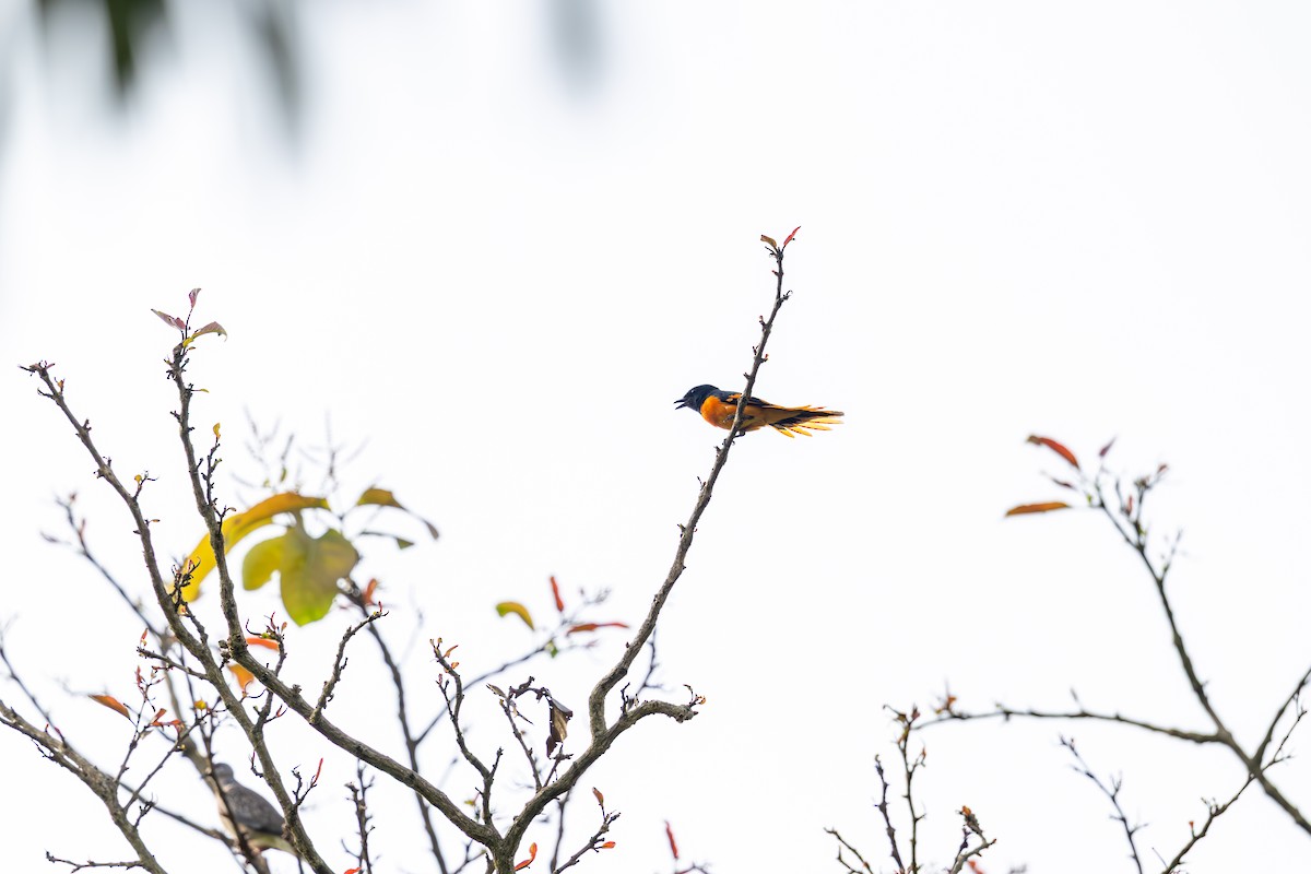 Orange Minivet - ML642815770