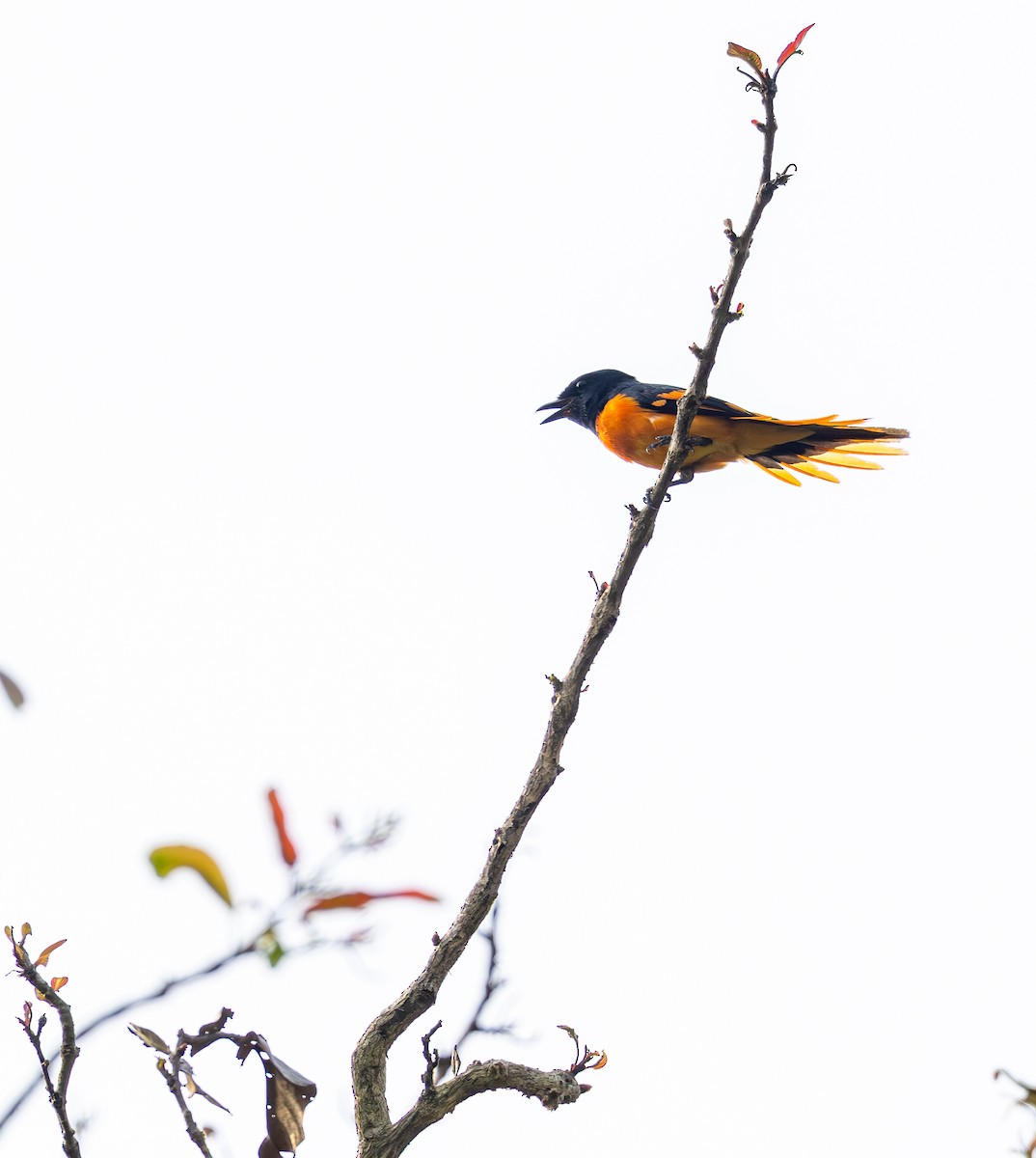 Orange Minivet - ML642815771