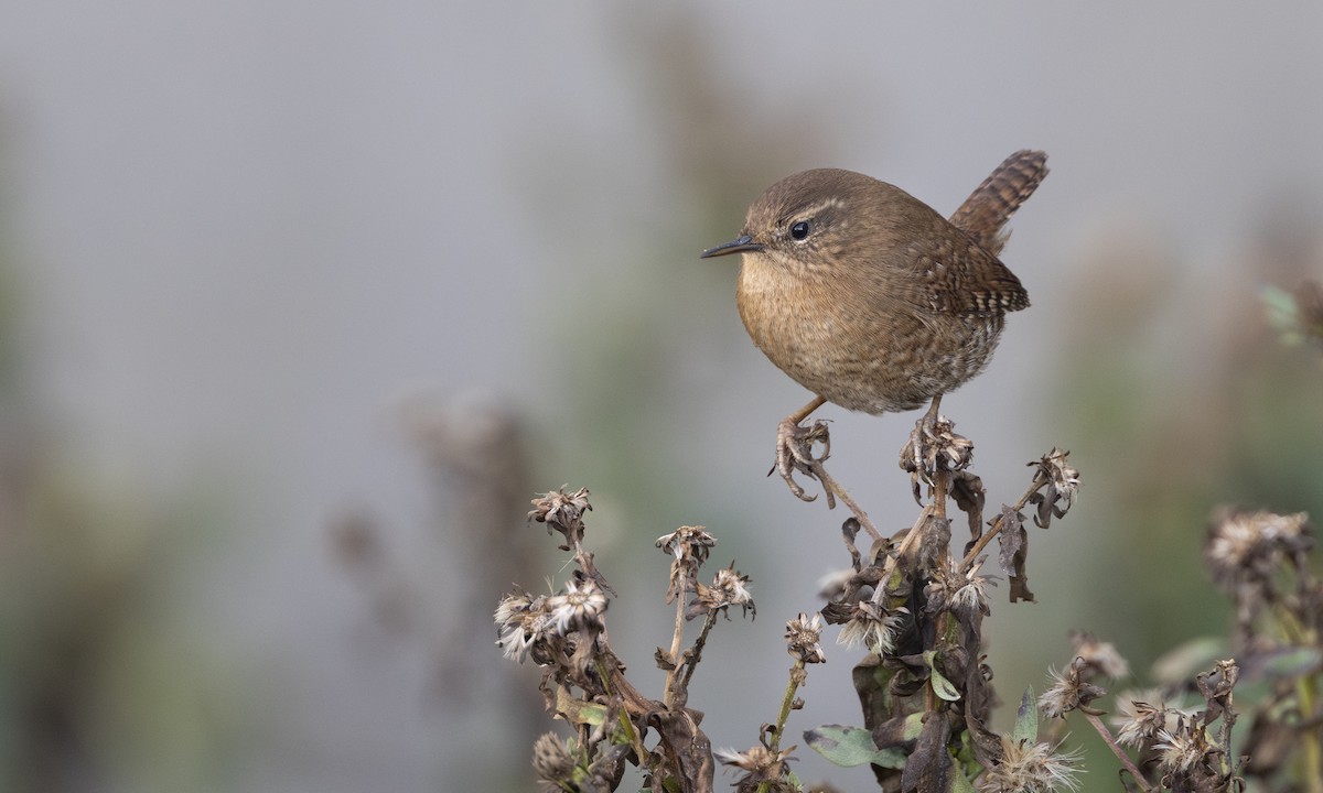 Pacific Wren - ML642815777