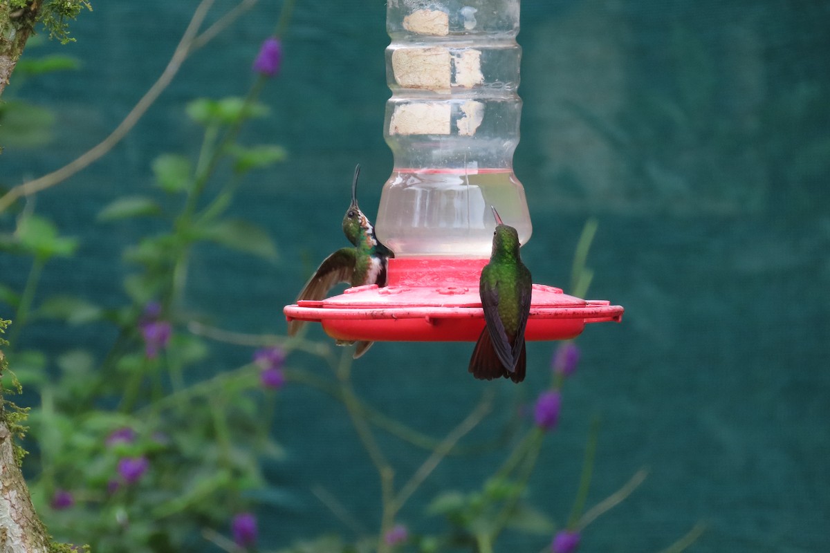 Rufous-tailed Hummingbird - ML642815779