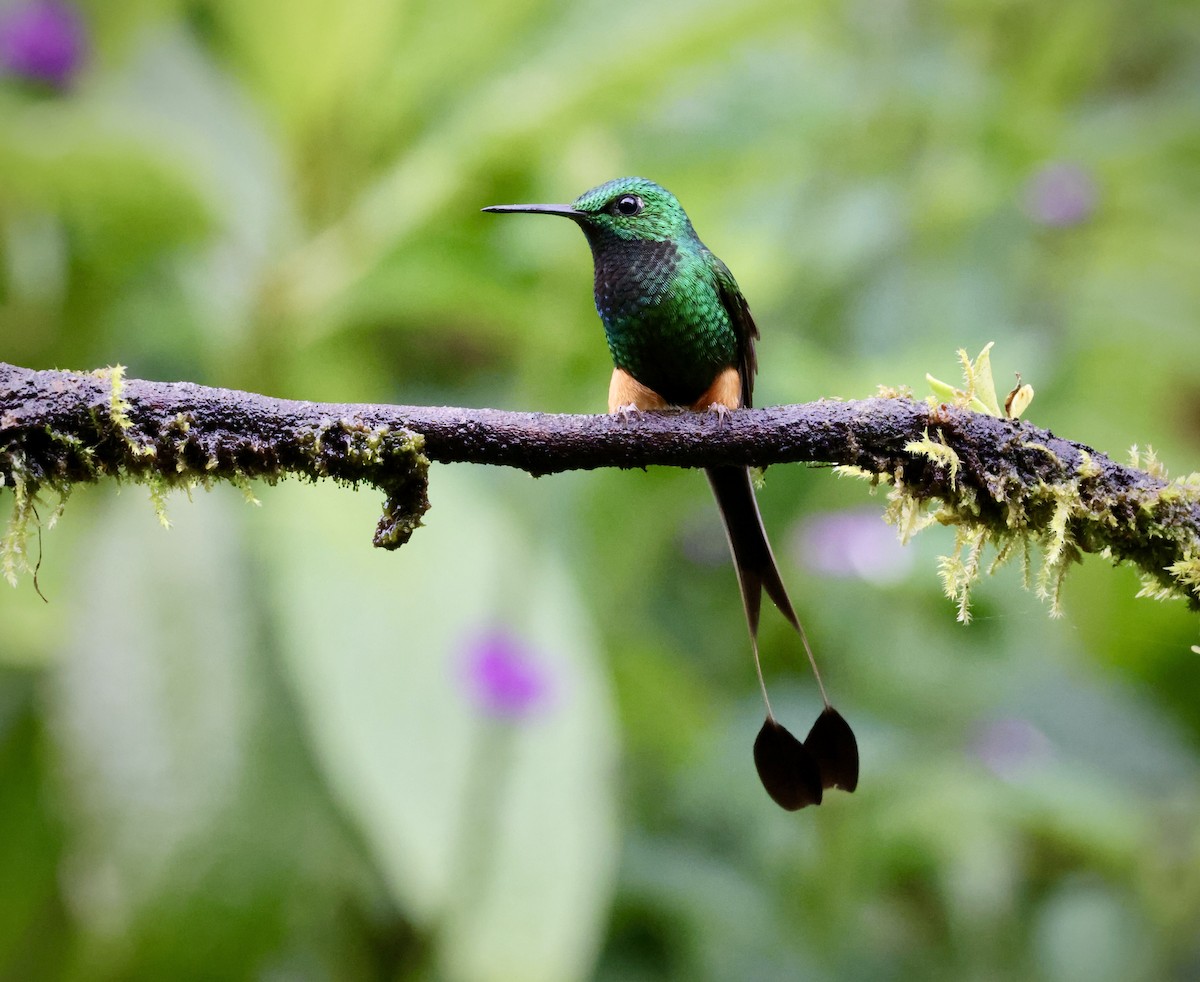 Peruvian Racket-tail - ML642815780