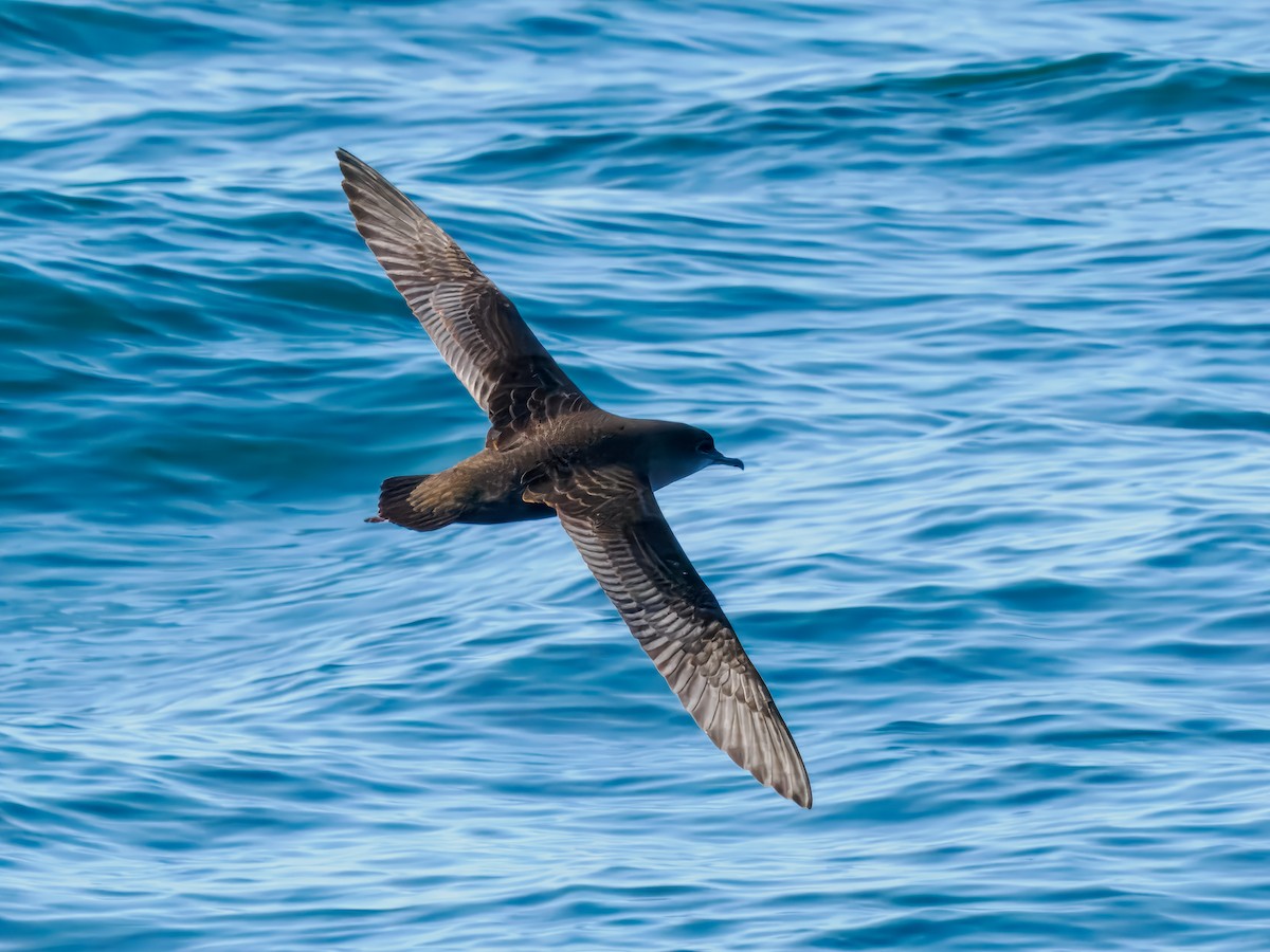Short-tailed Shearwater - ML642815789