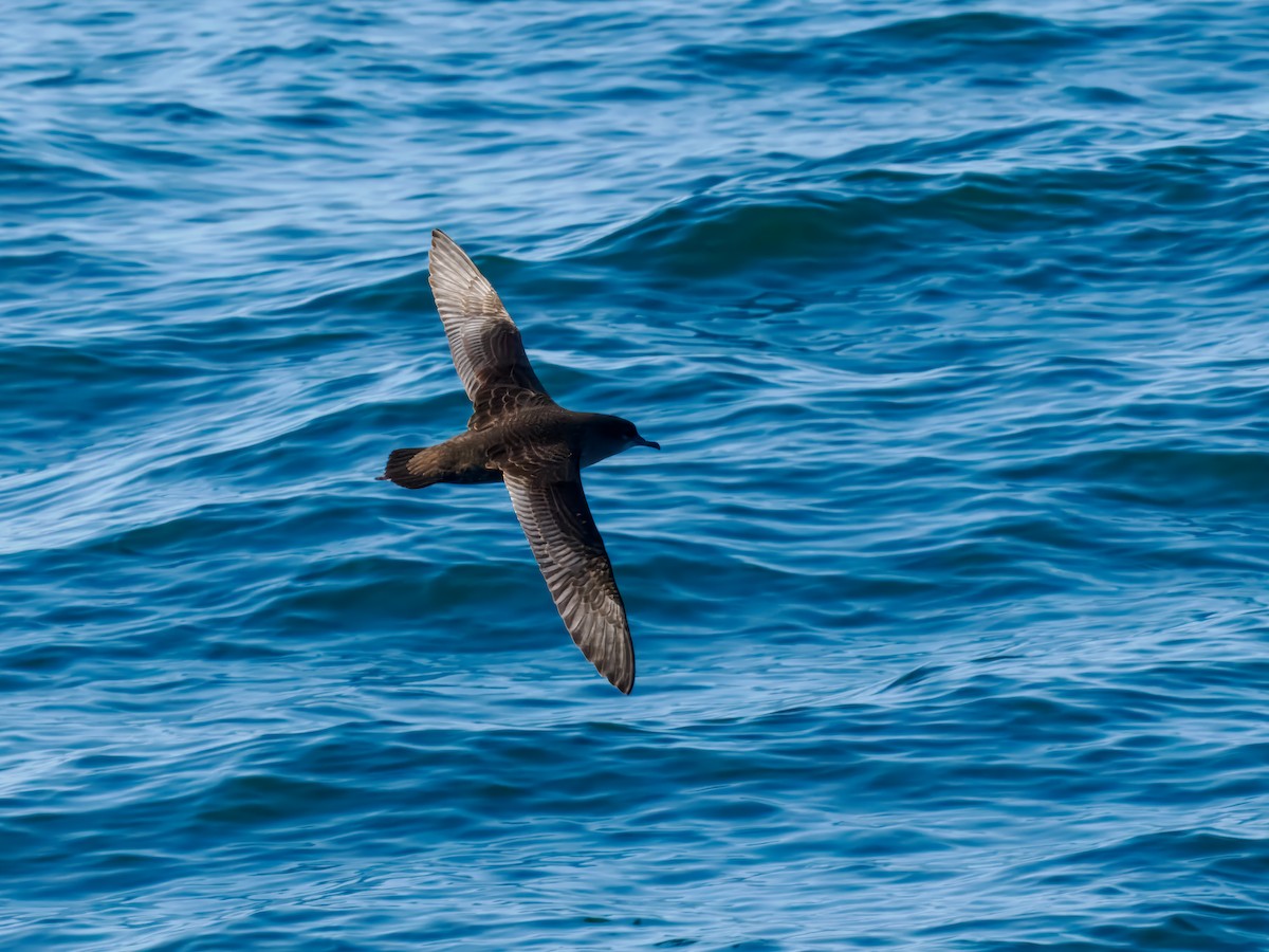 Short-tailed Shearwater - ML642815790