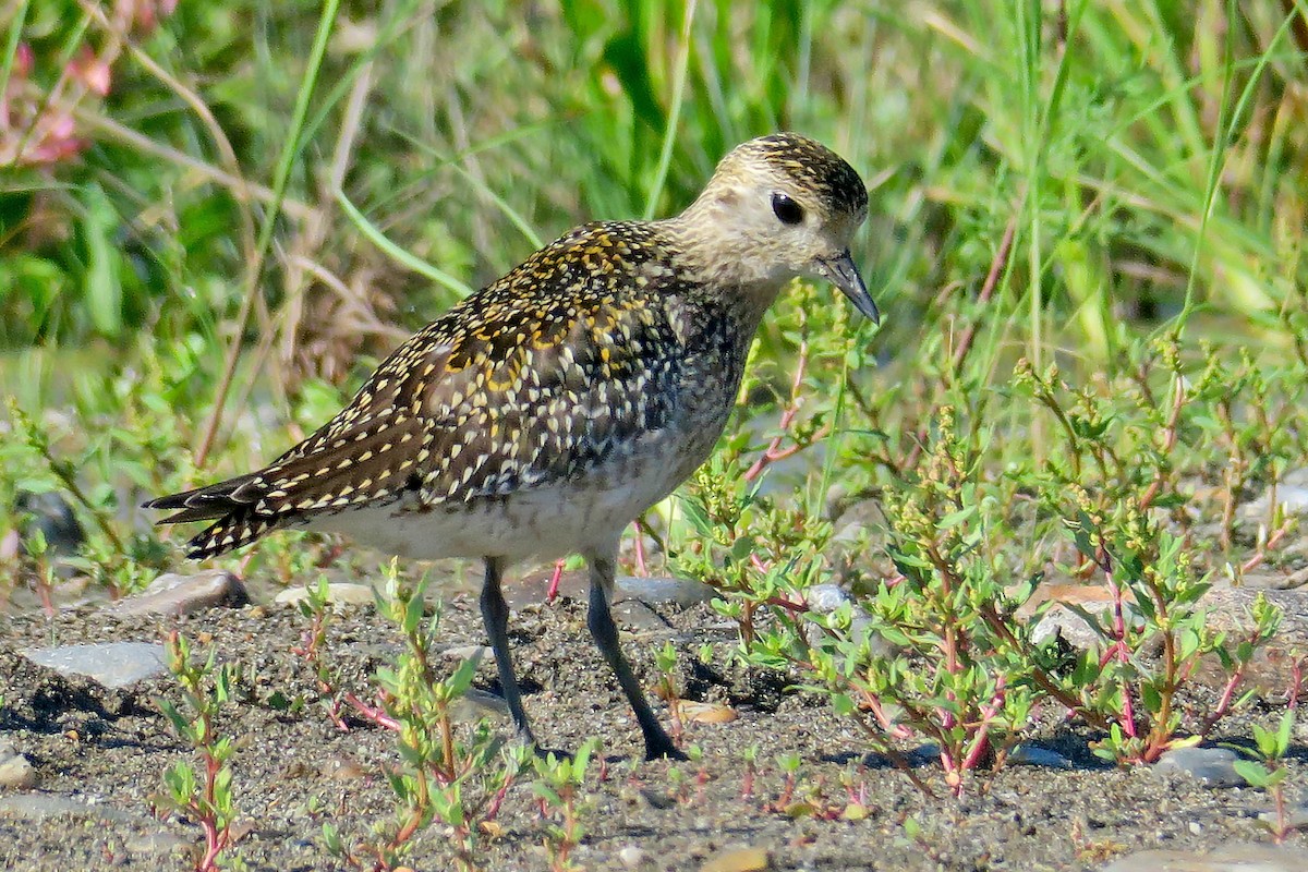 European Golden-Plover - ML642815792