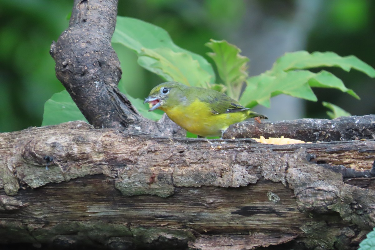 Yellow-throated Euphonia - ML642815795