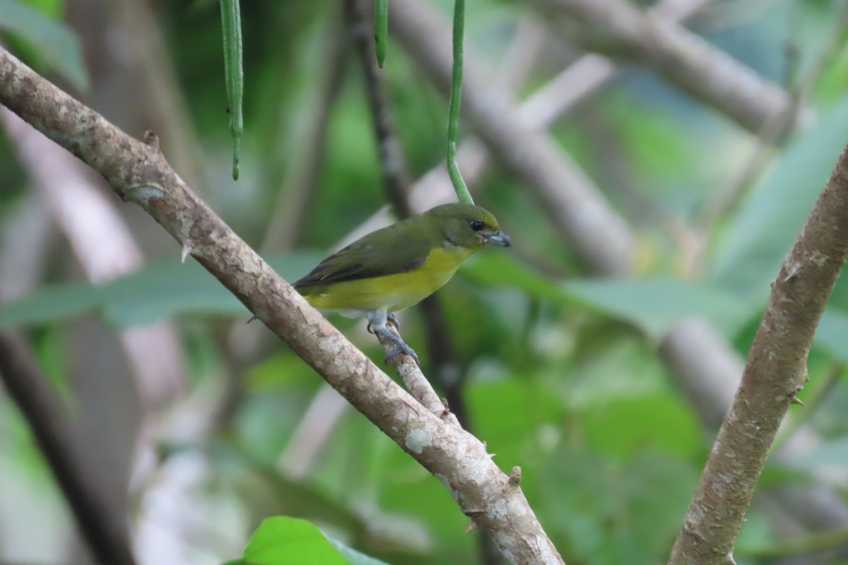 Yellow-throated Euphonia - ML642815796