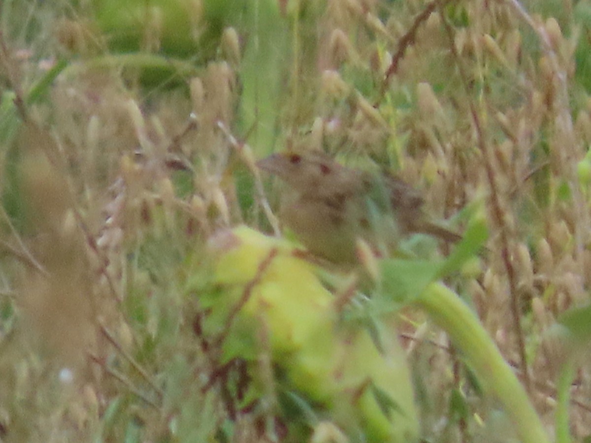 Grasshopper Sparrow - ML642815798