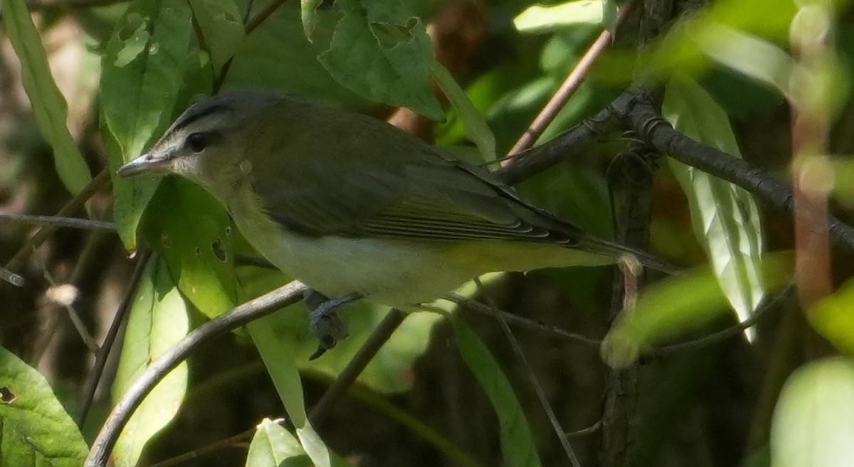 Viréo aux yeux rouges - ML642815799