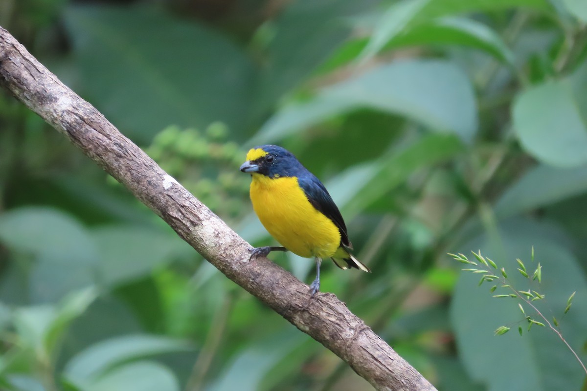 Yellow-throated Euphonia - ML642815813
