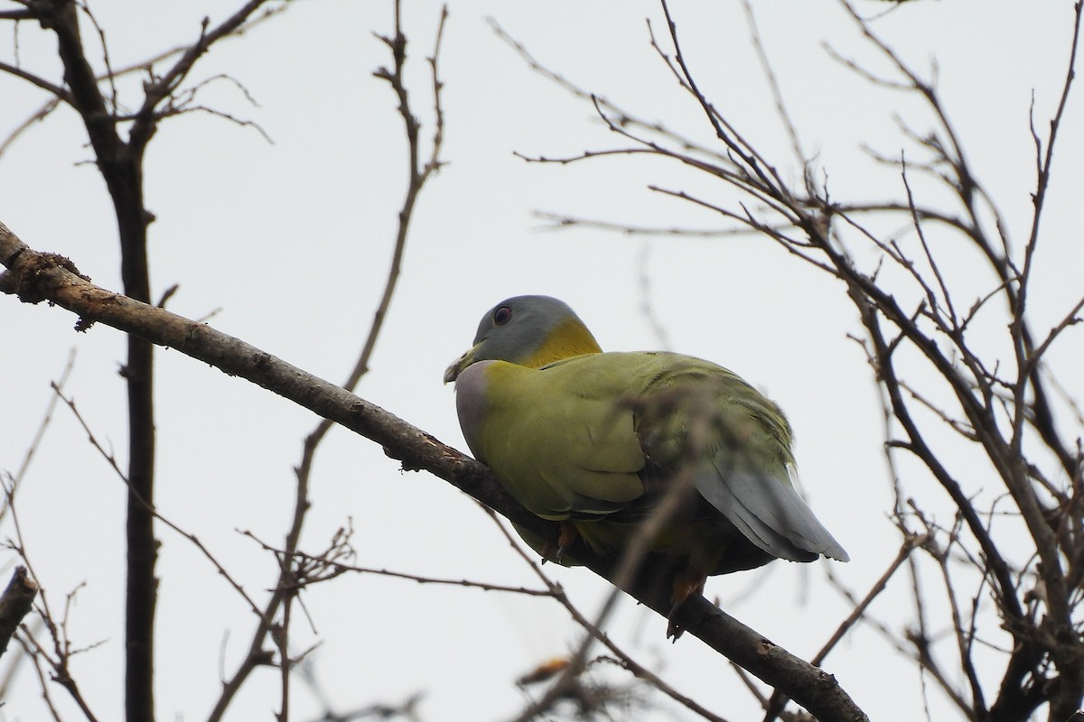 Yellow-footed Green-Pigeon - ML642815826