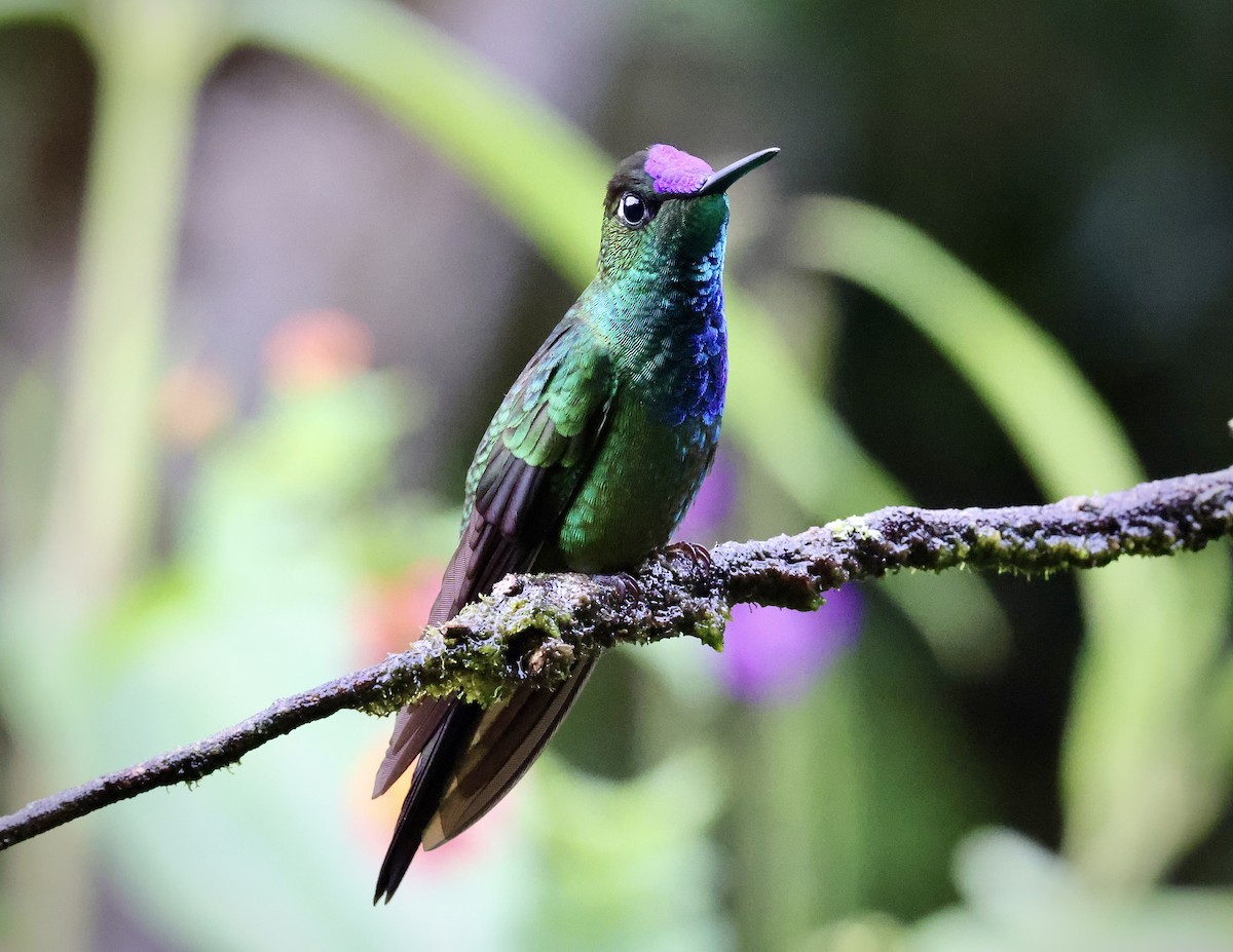 Violet-fronted Brilliant - ML642815827