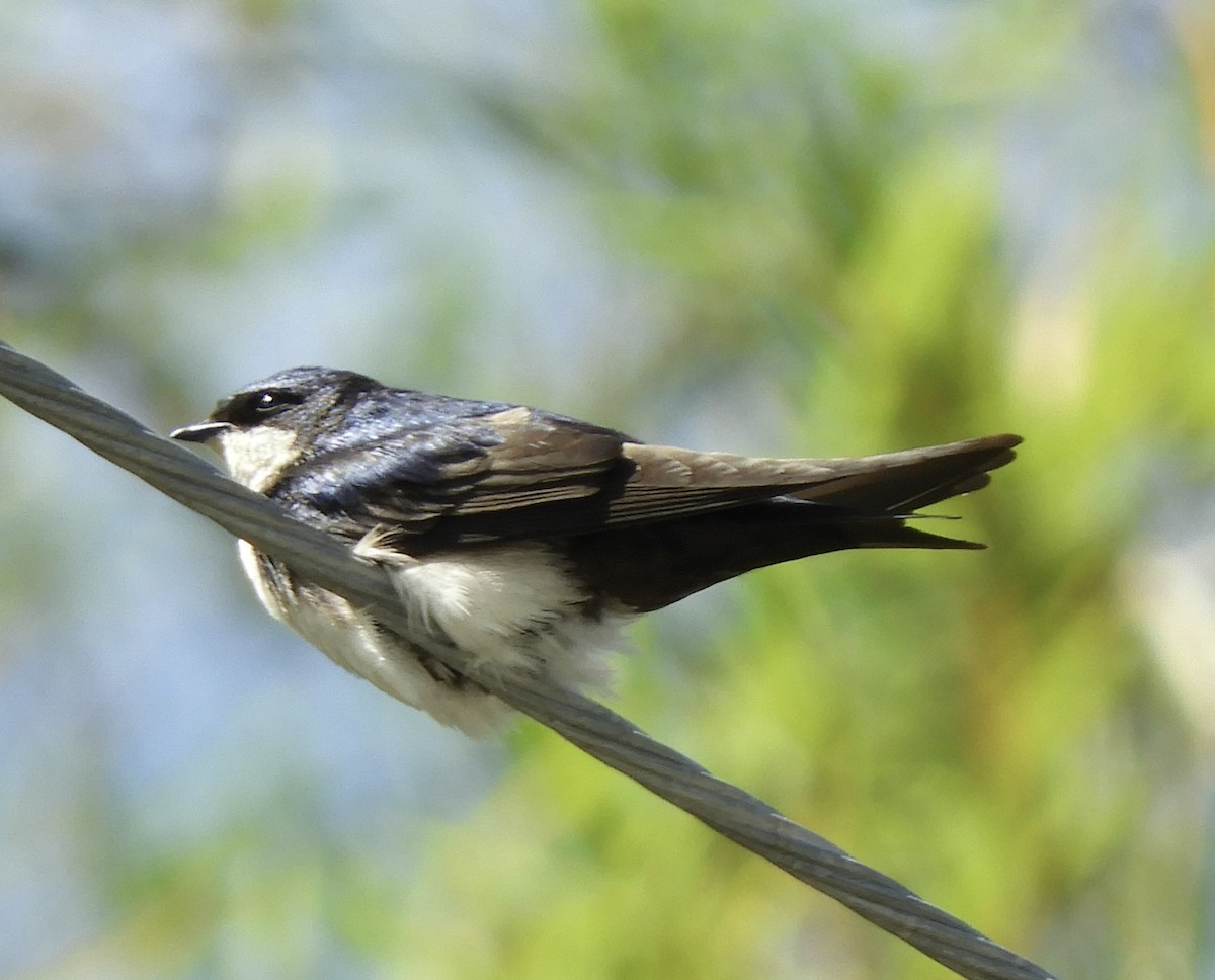 Blue-and-white Swallow - ML642815832