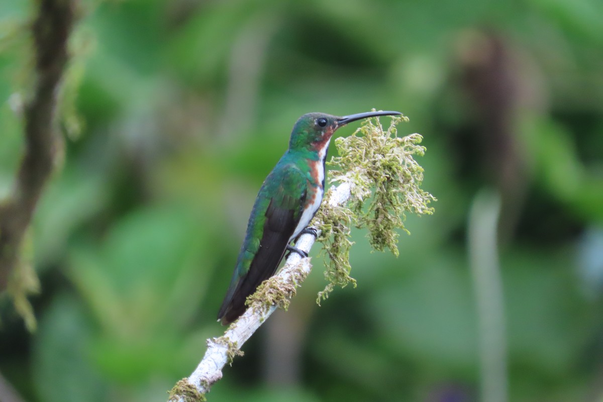 Green-breasted Mango - ML642815846