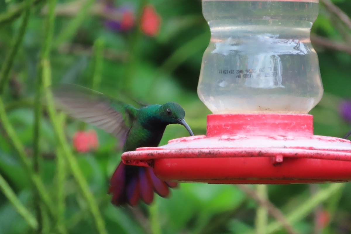 Green-breasted Mango - ML642815847