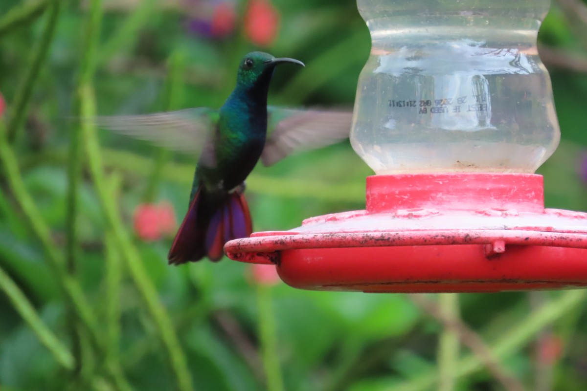 Green-breasted Mango - ML642815849