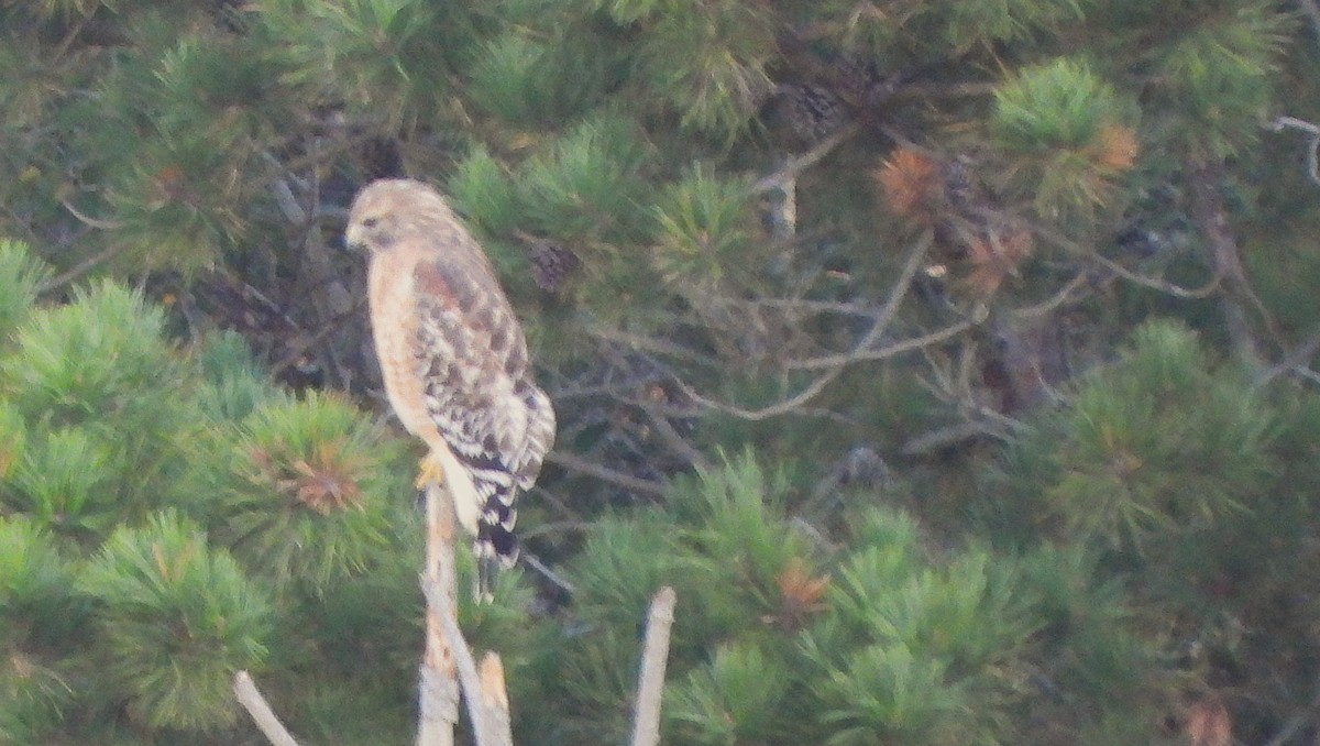 Buse à épaulettes (groupe lineatus) - ML642815862