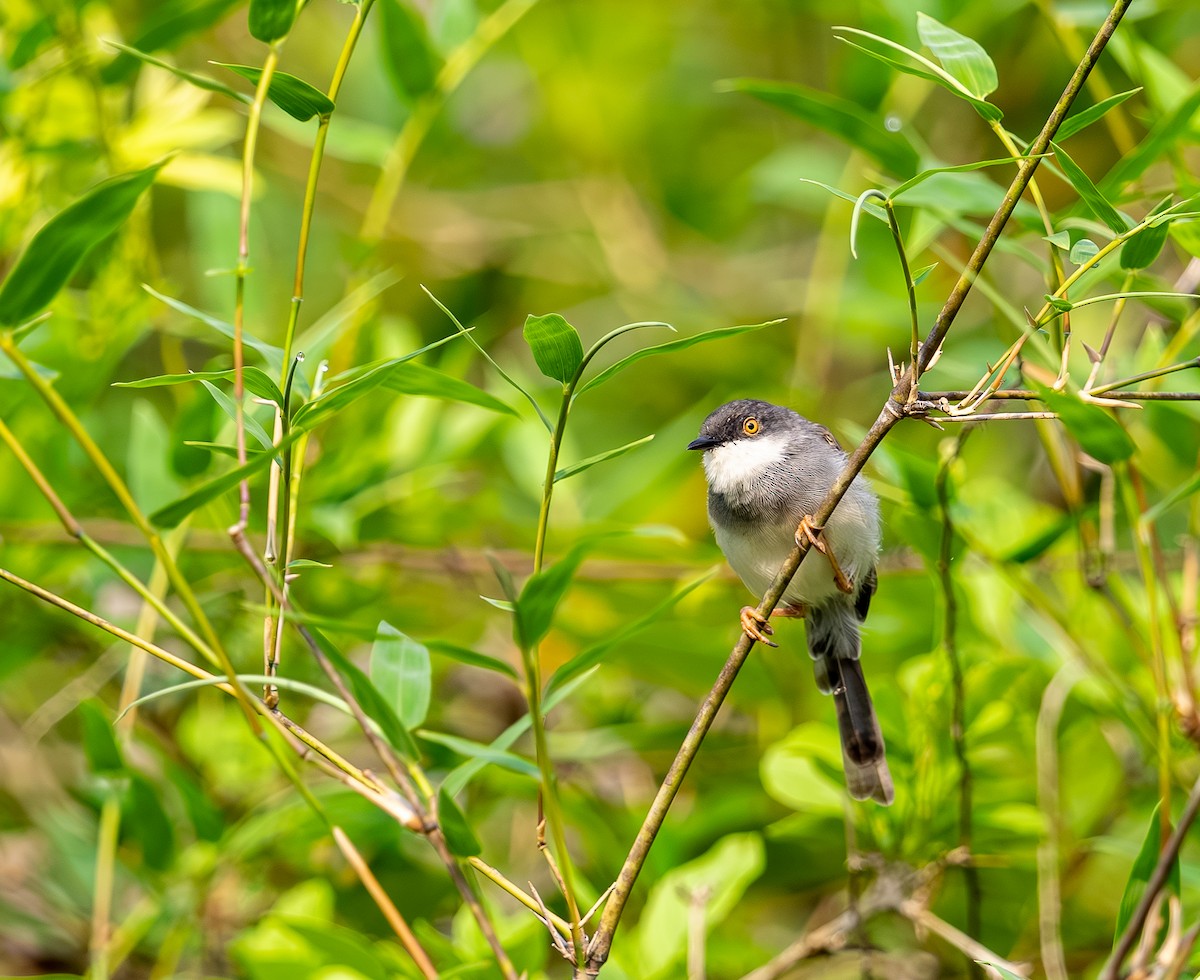 Gray-breasted Prinia - ML642815873