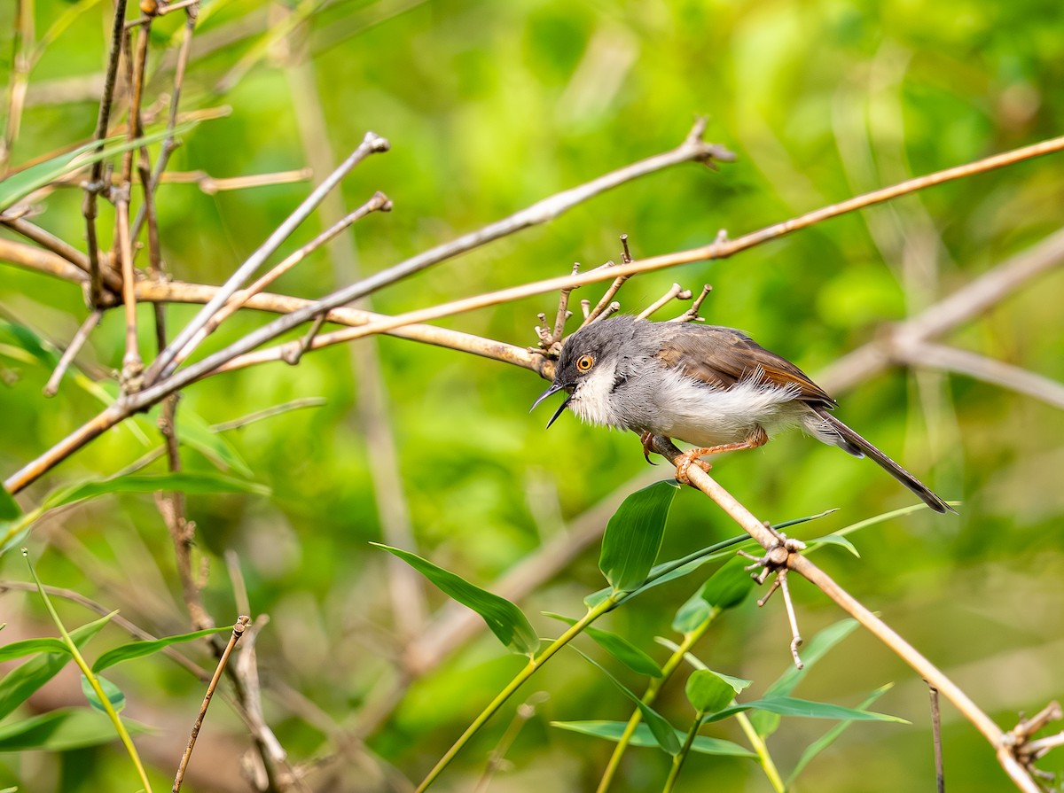 Gray-breasted Prinia - ML642815874