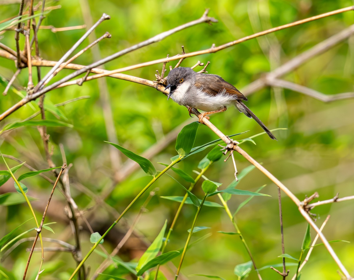 Gray-breasted Prinia - ML642815875