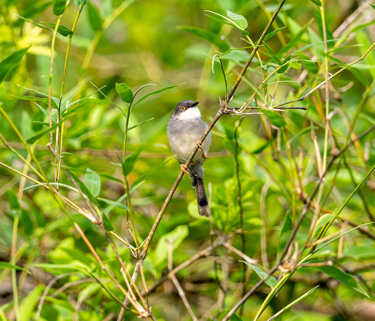 Gray-breasted Prinia - ML642815876