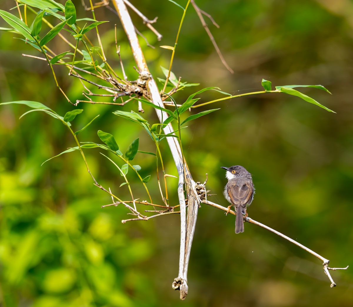 Gray-breasted Prinia - ML642815879