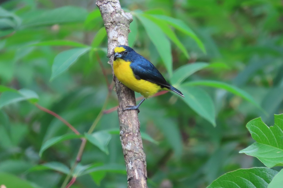 Yellow-throated Euphonia - ML642815880