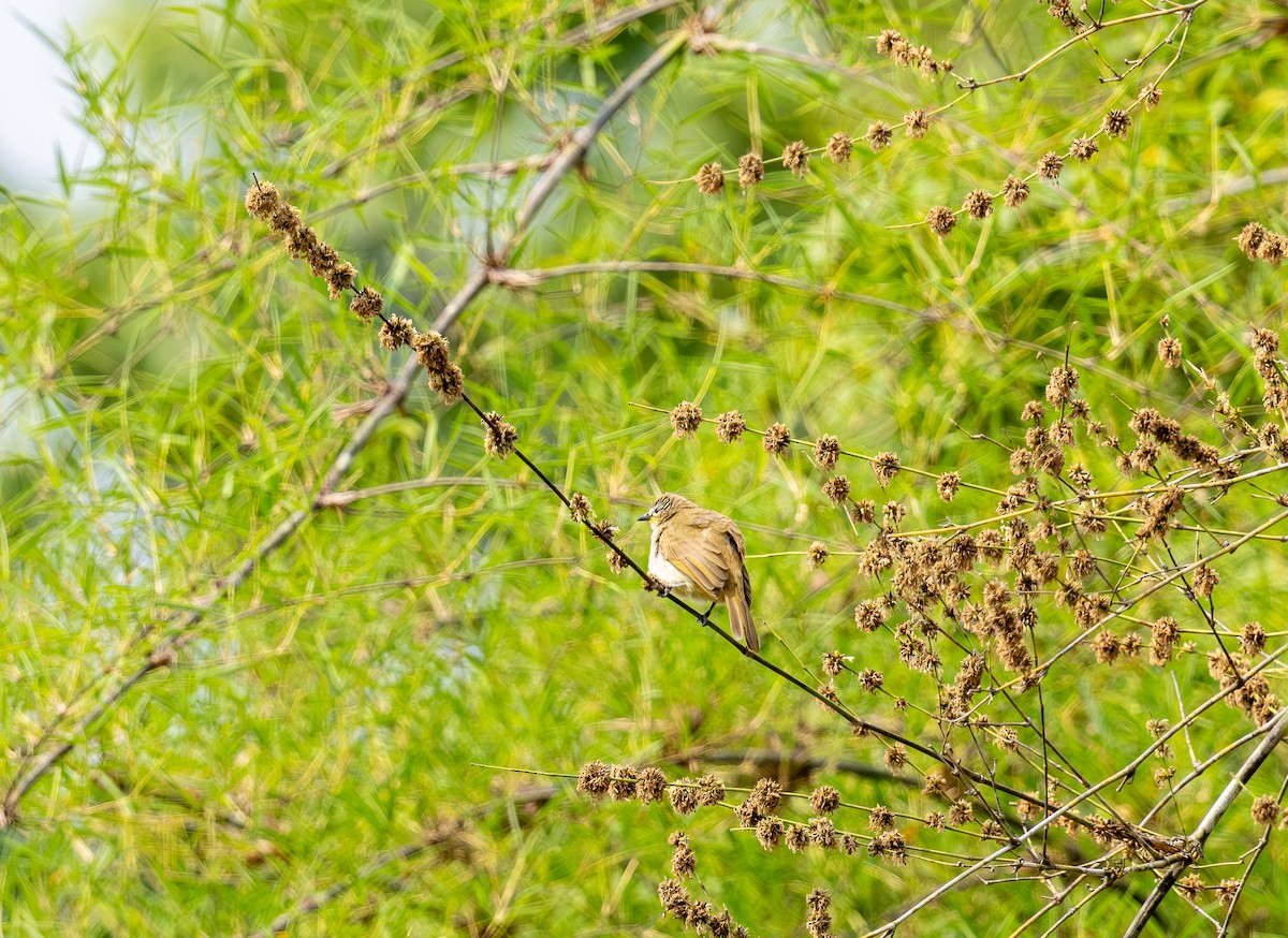 White-browed Bulbul - ML642815885