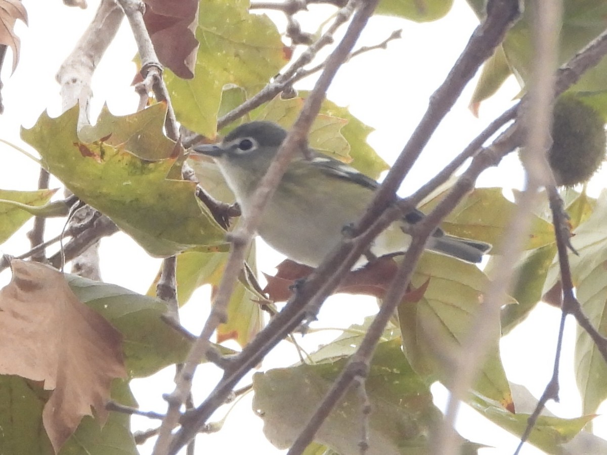 Cassin's Vireo - ML642815886