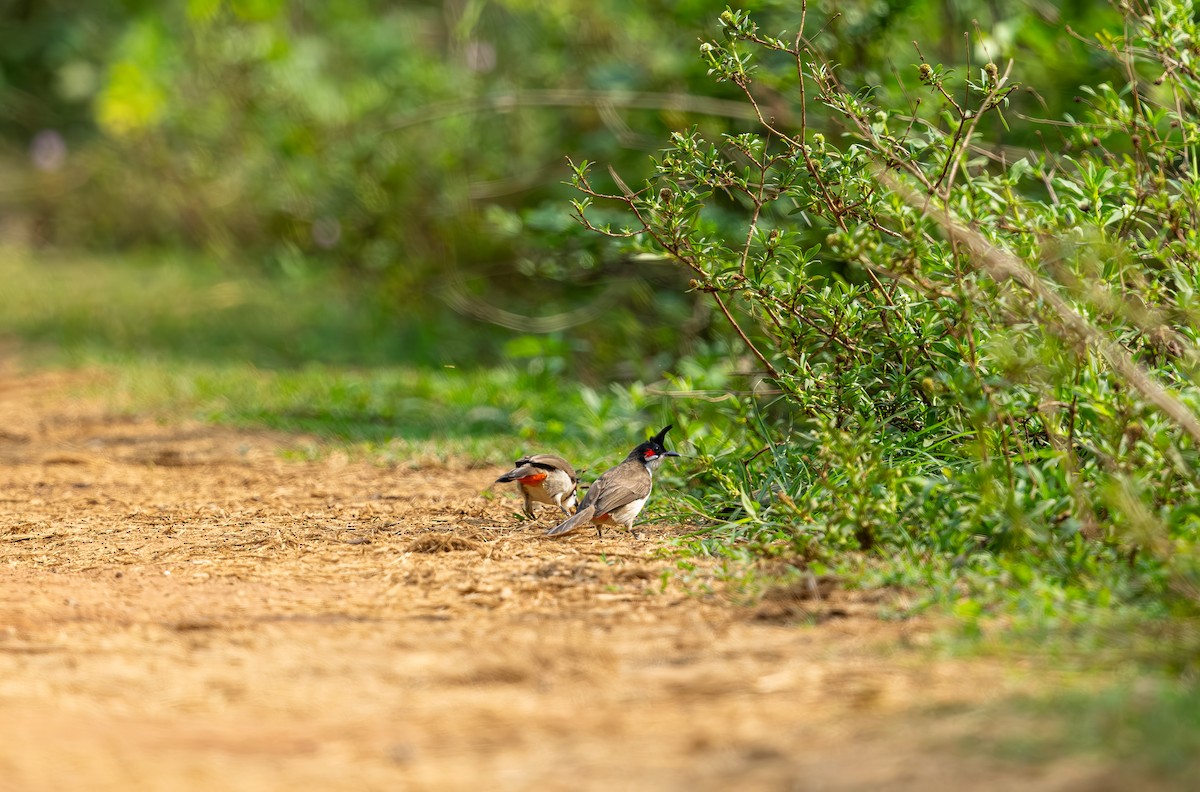 Red-whiskered Bulbul - ML642815890