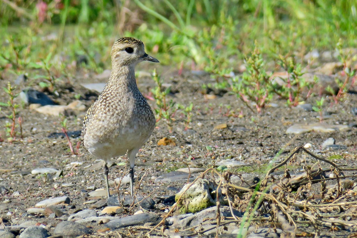 European Golden-Plover - ML642815892