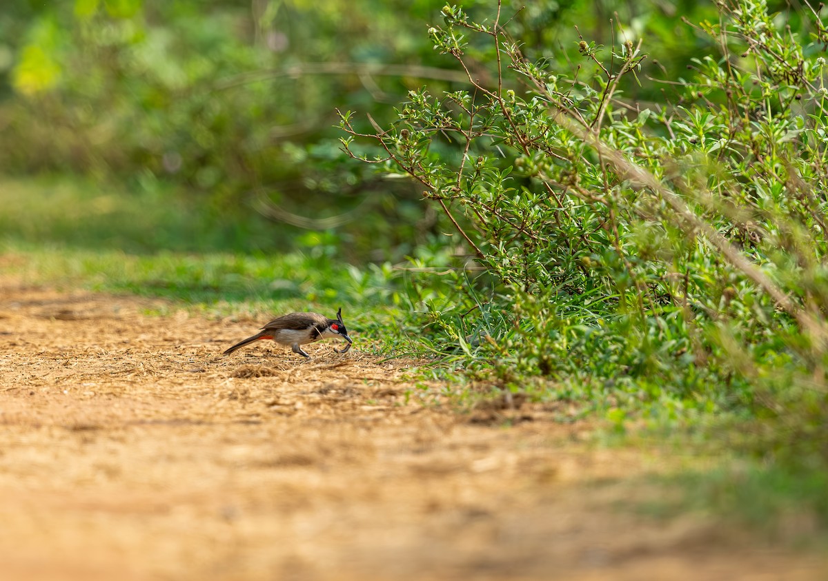 Red-whiskered Bulbul - ML642815893