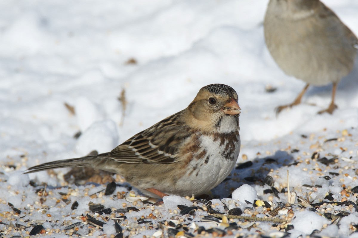 Harris's Sparrow - ML642815897