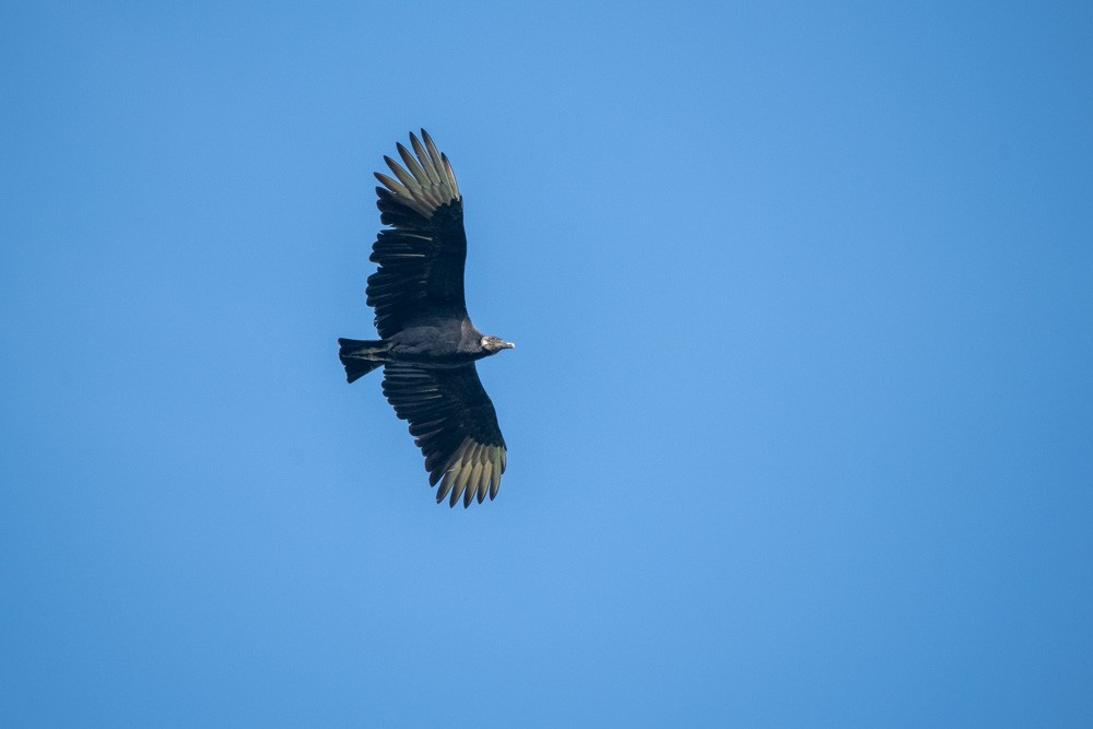 Black Vulture - ML642815899