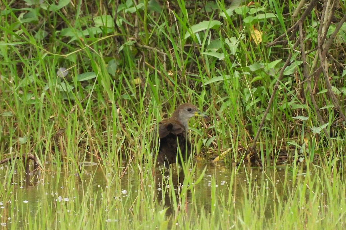 Brown Crake - ML642815904