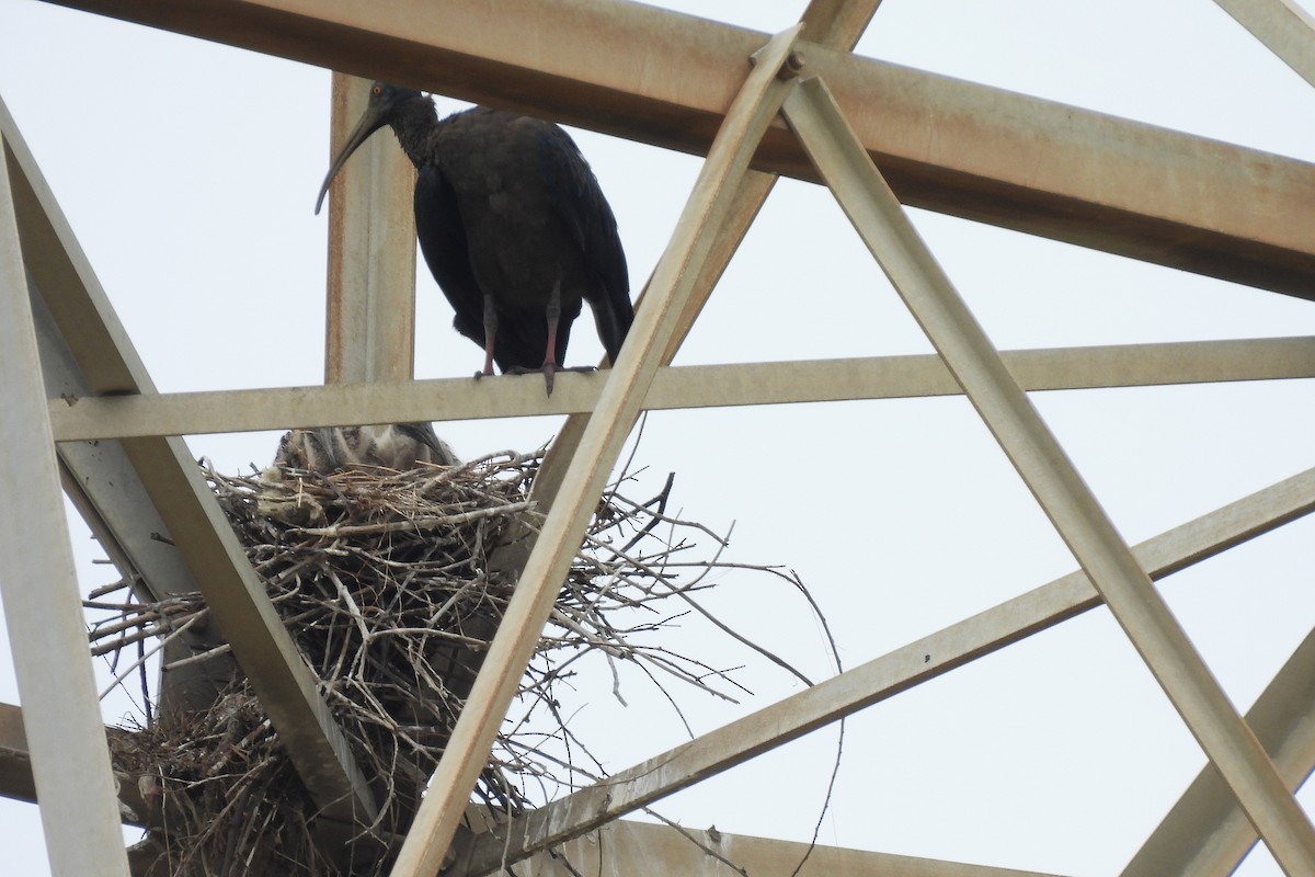 Red-naped Ibis - ML642815913