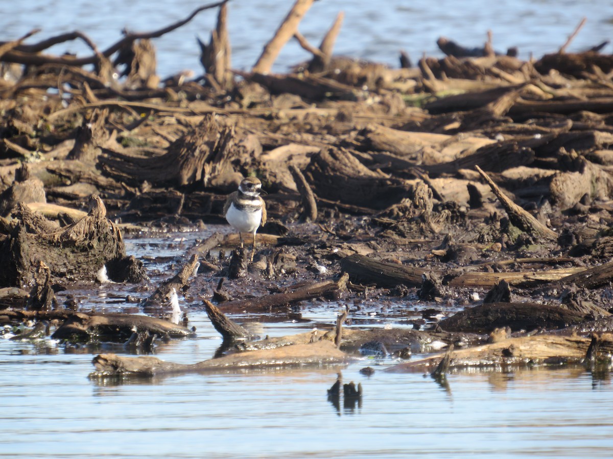 Killdeer - ML642815921