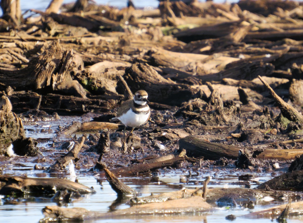 Killdeer - ML642815922