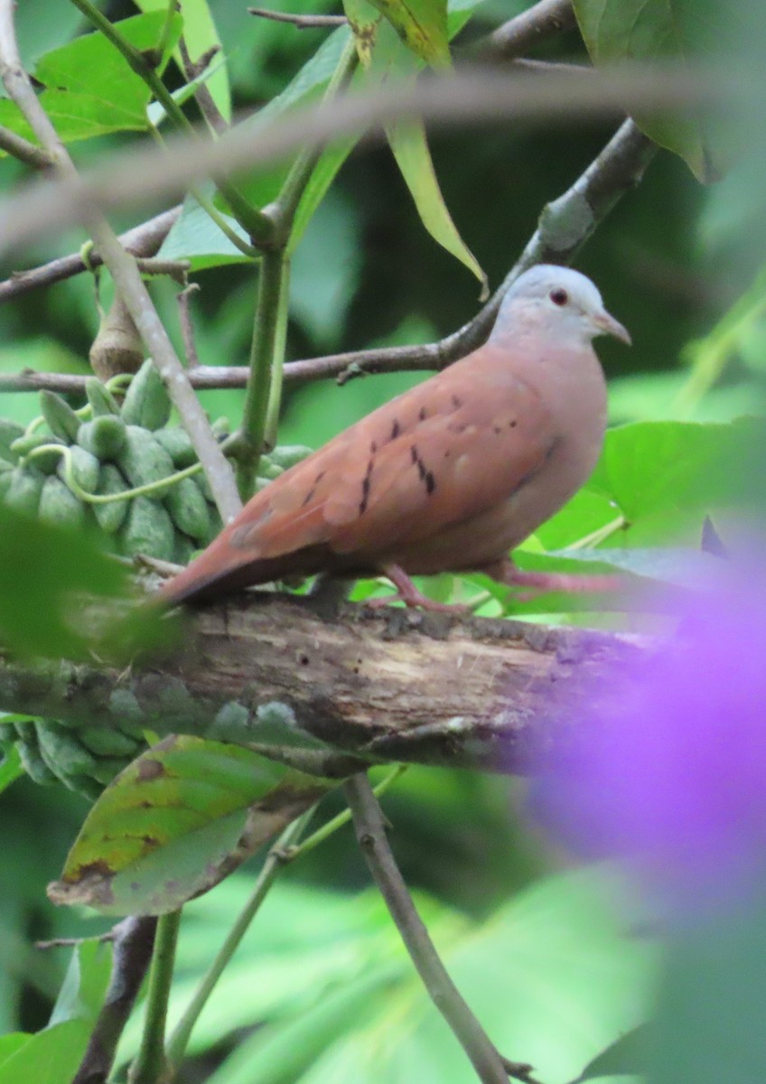 Ruddy Ground Dove - ML642815923